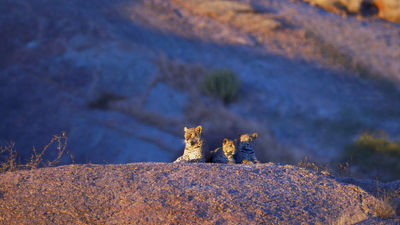 Leopards at Jawai Leopard Camp in India.
