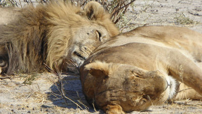 Lions take a break from their mating rituals on the Moremi Game Reserve in Botswana.
