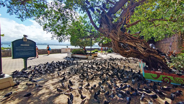 In Parque de las Palomas, tourists share the space with hundreds of pigeons.