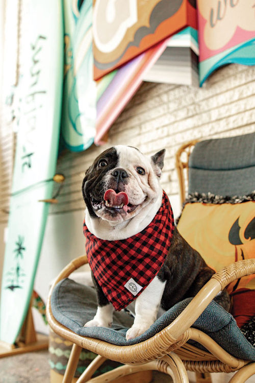 Jack, the hotel dog at Honolulu’s Surfjack Hotel & Swim Club, plays a part in the hotel’s marketing and social media strategy.