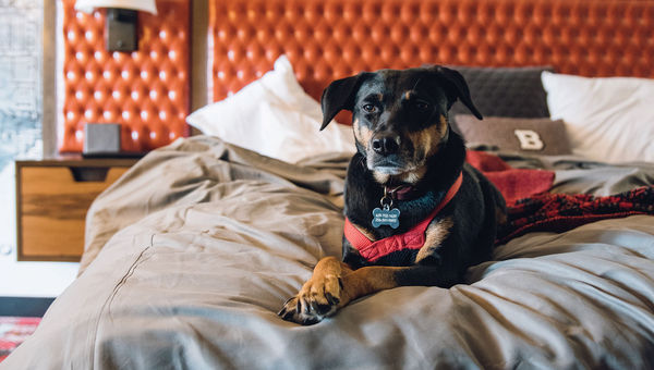 Sasha, the first dog-in-residence at the Bobby Hotel in Nashville, relaxes in bed.