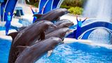 SeaWorld parent changing name to United Parks & Resorts