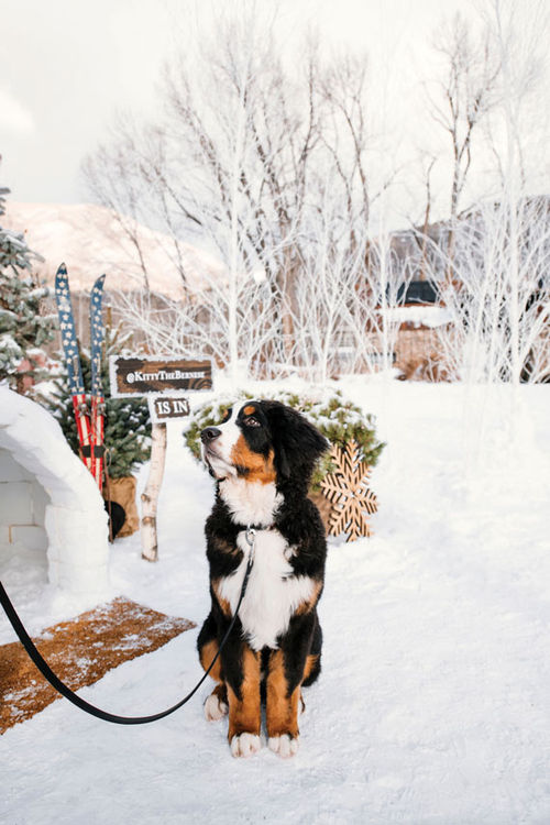 The St. Regis Aspen offers pet visitors play time with the property’s Doggy Social Coordinator, Kitty the Bernese mountain dog.